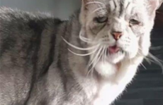 网红猫忧伤,揭秘网络宠物的情感世界